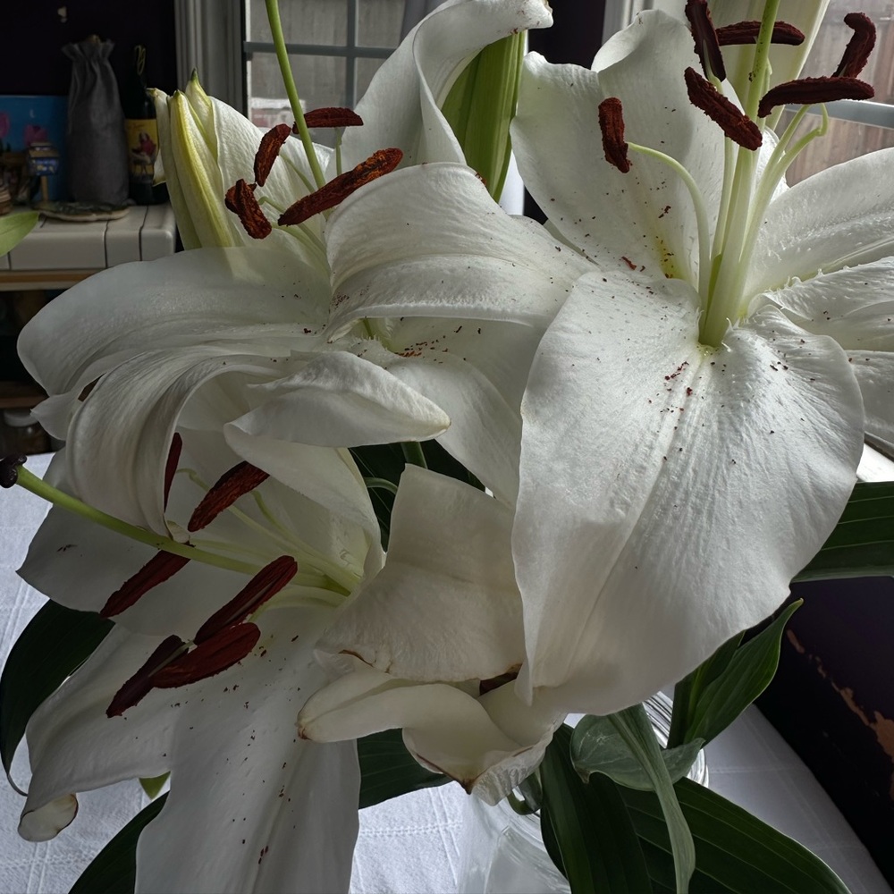 Meet your Posher, Alexandra